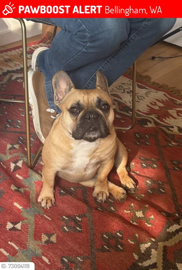 Lost Male Dog last seen Barkley Area , Bellingham, WA 98226