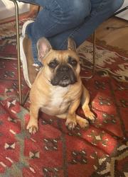 Lost Male Dog last seen Barkley Area , Bellingham, WA 98226