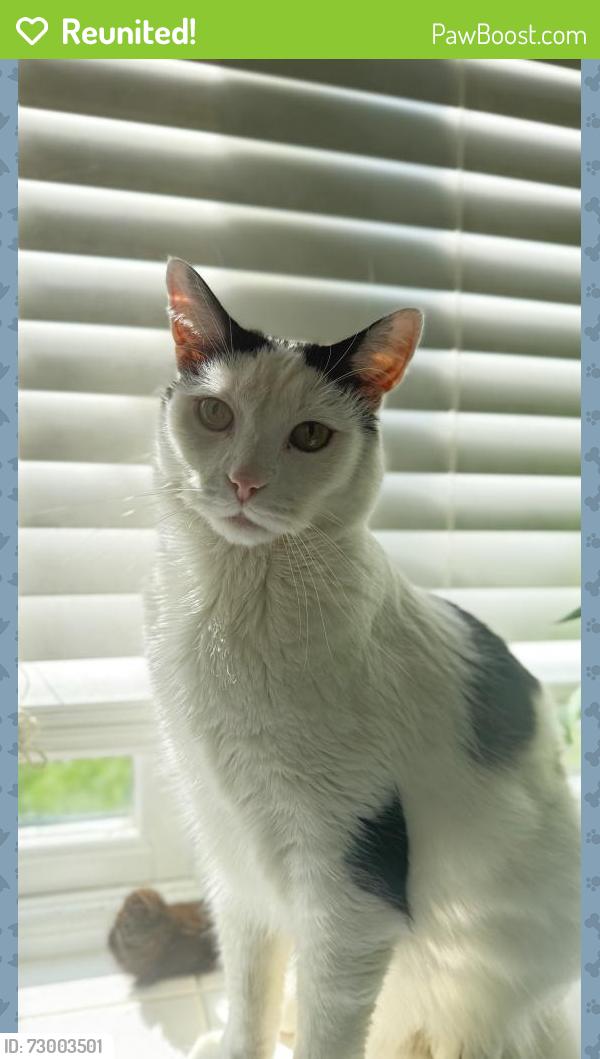 Reunited Male Cat last seen Turnmill avenue , Springfield, England MK6 3JW