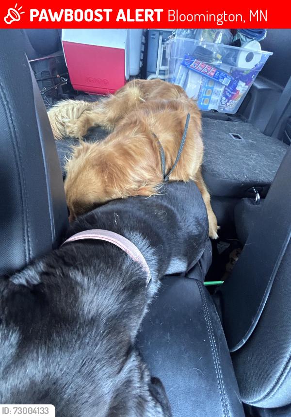 Lost Male Dog last seen Culver’s/La Qunita, Bloomington, MN 55420