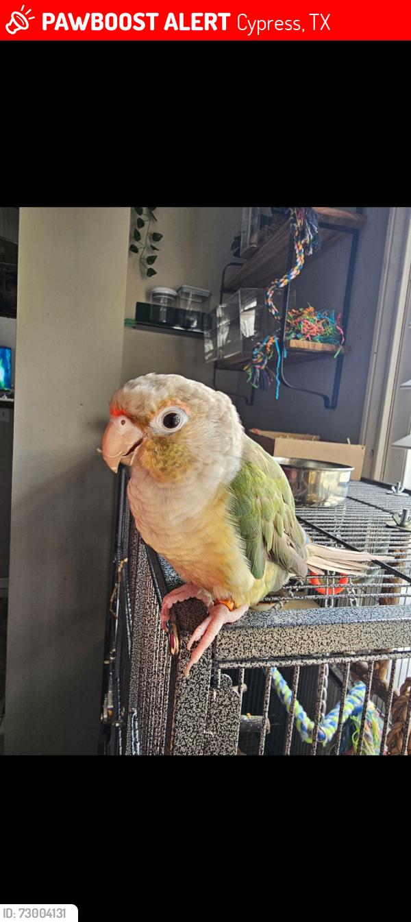 Lost Female Bird last seen Cypress, Tx , Cypress, TX 77433