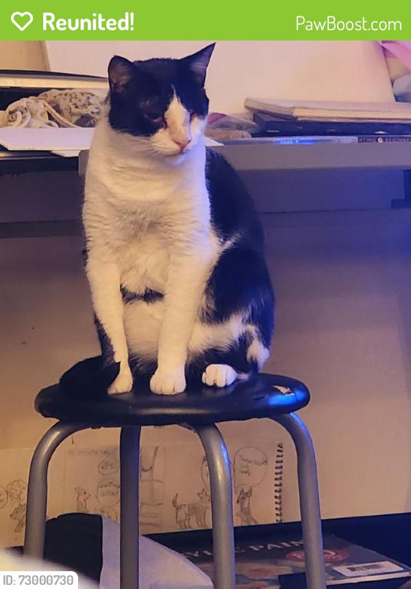 Reunited Male Cat last seen East Celeste Drive and Sellarole, Tucson, AZ 85730