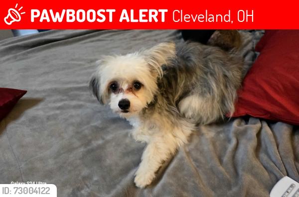 Lost Male Dog last seen Turney rd and Warner rd, Cleveland, OH 44105