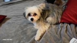 Lost Male Dog last seen Turney rd and Warner rd, Cleveland, OH 44105