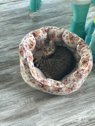 Lost Female Cat last seen Near merts de, Indianapolis, IN 46237