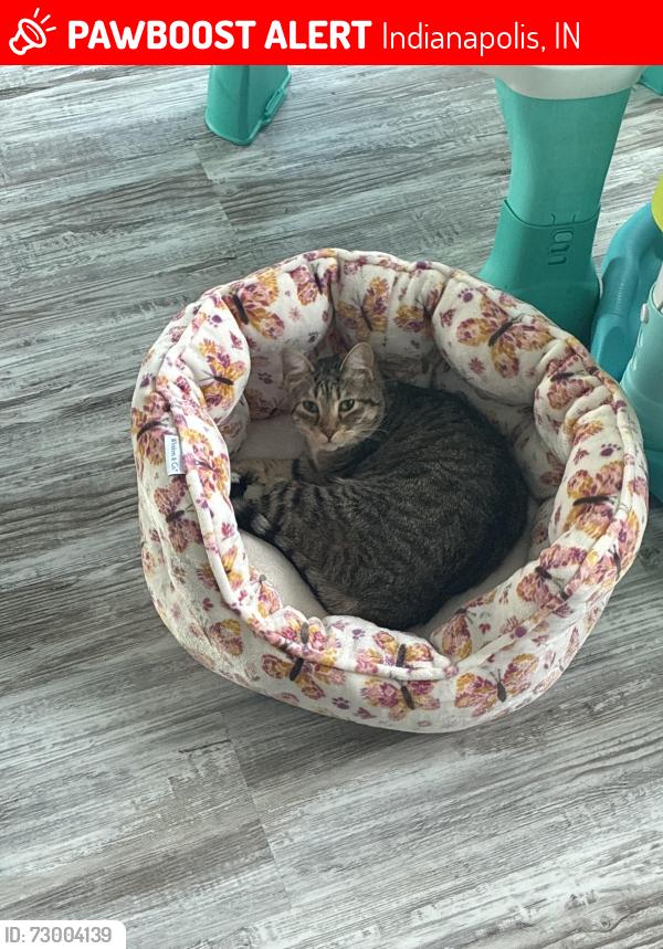 Lost Female Cat last seen Near merts de, Indianapolis, IN 46237