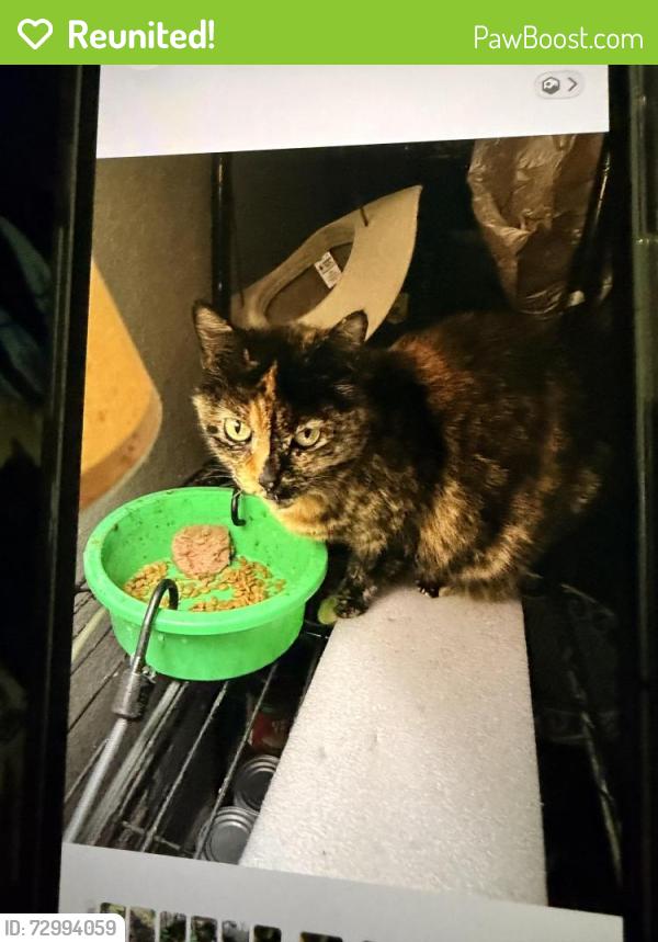 Reunited Female Cat last seen Anna street Anna texas, Anna, TX 75409