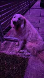 Found/Stray Male Dog last seen Waggaman rd , Waggaman, LA 70094