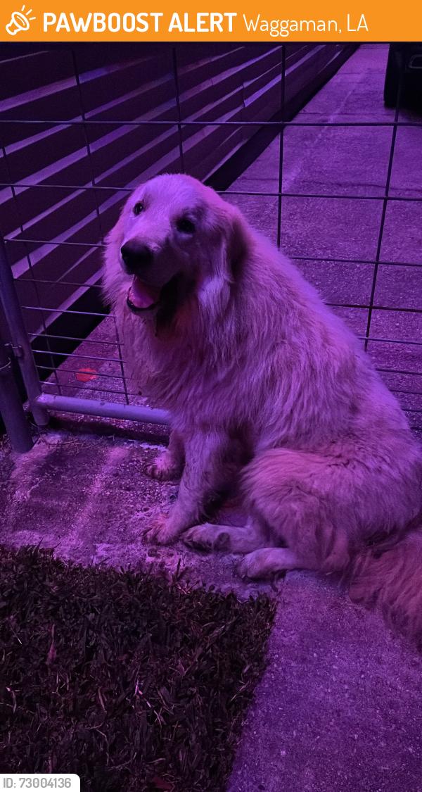 Found/Stray Male Dog last seen Waggaman rd , Waggaman, LA 70094
