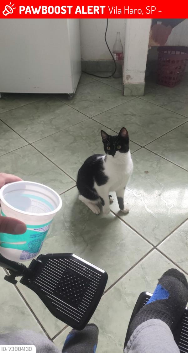Lost Female Cat last seen RUA CONSELHEIRO ANTONIO PRADO 431, Vila Haro, SP 18015-235