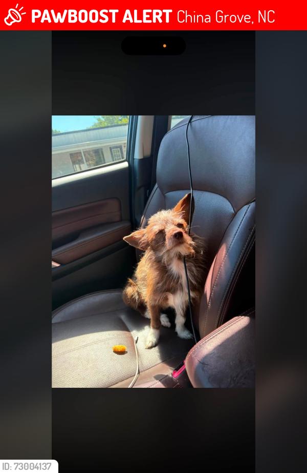 Lost Male Dog last seen Across from the dollar general & papa John’s , China Grove, NC 28023