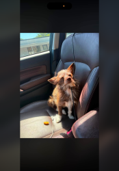 Lost Male Dog last seen Across from the dollar general & papa John’s , China Grove, NC 28023