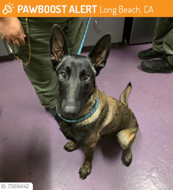 Found/Stray Male Dog last seen Near Olive Ave, Long Beach, CA 90806, Long Beach, CA 90806
