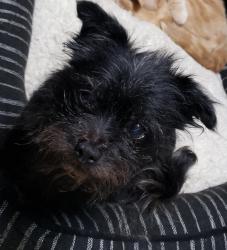 Reunited Female Dog last seen Bancroft & Tropico, La Mesa, CA 91941