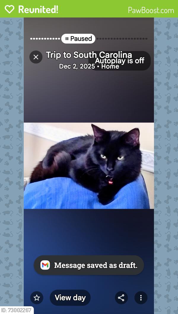 Reunited Female Cat last seen Waterville Dr & Wintergreen Ct, Columbia, SC 29229