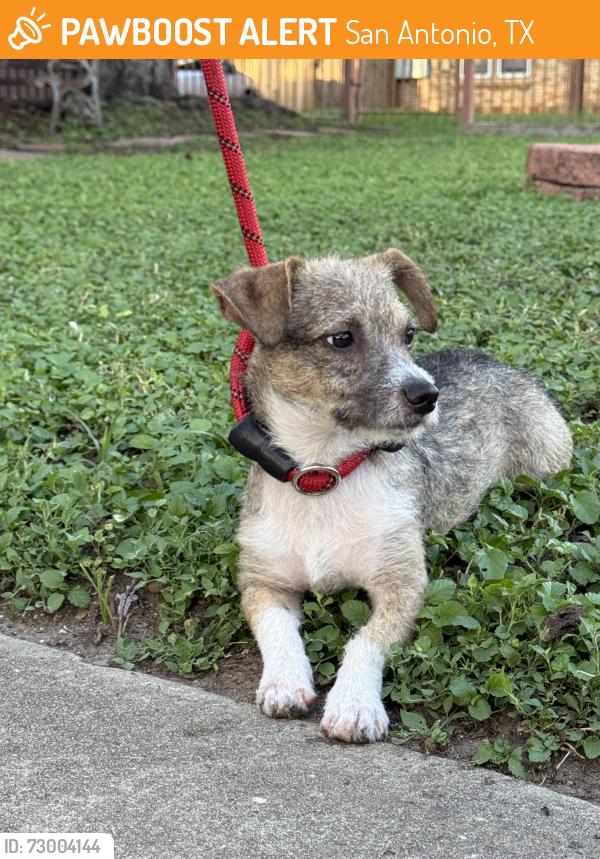 Found/Stray Male Dog last seen Kayton Ave & Adele St by Rigsby Ave, San Antonio, TX 78210