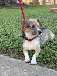 Found/Stray Male Dog last seen Kayton Ave & Adele St by Rigsby Ave, San Antonio, TX 78210