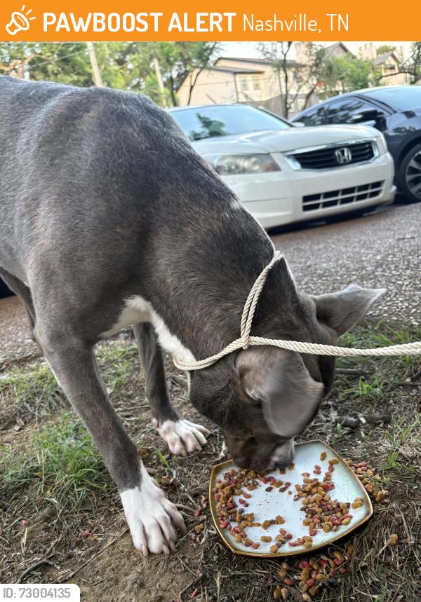 Rehomed Male Dog last seen Avana Collins apmt complex, Nashville, TN 37013