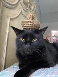 Lost Male Cat last seen Pepper street and Herne Ave , Palm Bay, FL 32907