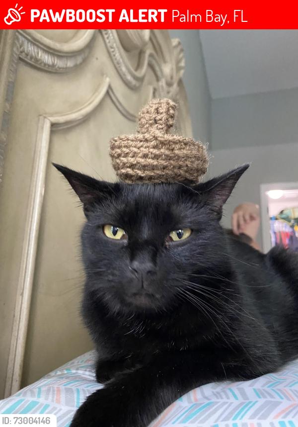 Lost Male Cat last seen Pepper street and Herne Ave , Palm Bay, FL 32907