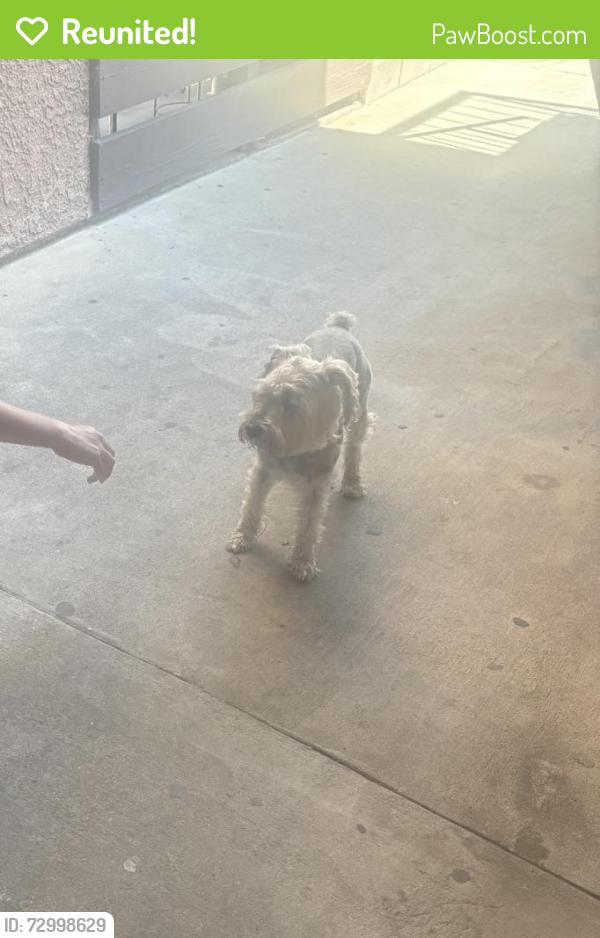 Reunited Male Dog last seen Merrill Ave, Fontana, CA 92335, USA, Fontana, CA 92335