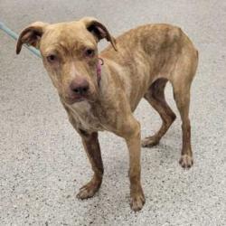 Shelter Stray Female Dog last seen Near Holmes, 64106, MO, 7077 Elmwood Ave, Kansas City, MO 64132, USA