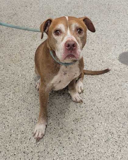Shelter Stray Female Dog last seen Near Oldham Rd, 64138, KS, 7077 Elmwood Ave, Kansas City, MO 64132, USA