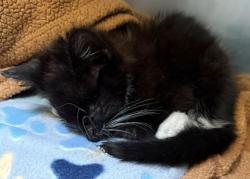 Shelter Stray Male Cat last seen Near 69th Ave, Oakland, OR, 1101 29th Ave, Oakland, CA 94601, USA