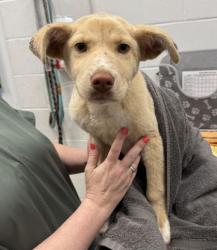 Shelter Stray Female Dog last seen Near E 92nd Ter, 64138, MO, 7077 Elmwood Ave, Kansas City, MO 64132, USA