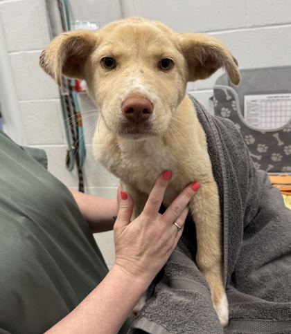 Shelter Stray Female Dog last seen Near E 92nd Ter, 64138, MO, 7077 Elmwood Ave, Kansas City, MO 64132, USA