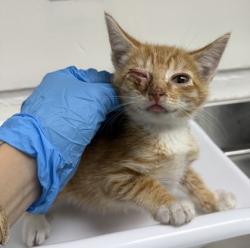Shelter Stray Female Cat last seen , , CA, 1101 29th Ave, Oakland, CA 94601, USA