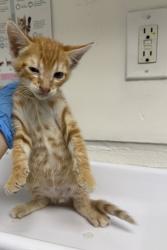 Shelter Stray Male Cat last seen , , CA, 1101 29th Ave, Oakland, CA 94601, USA