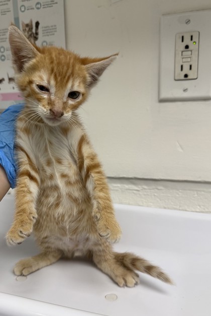 Shelter Stray Male Cat last seen , , CA, 1101 29th Ave, Oakland, CA 94601, USA