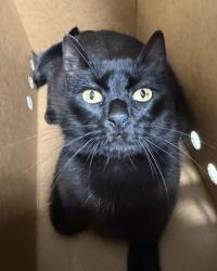 Shelter Stray Female Cat last seen Near 87th Ave, Oakland, CA, 1101 29th Ave, Oakland, CA 94601, USA