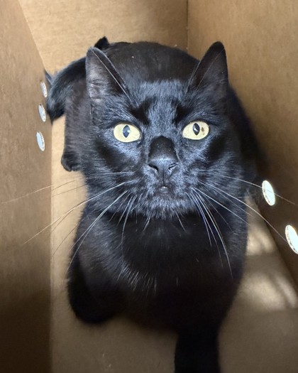 Shelter Stray Female Cat last seen Near 87th Ave, Oakland, CA, 1101 29th Ave, Oakland, CA 94601, USA