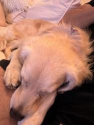 Reunited Male Dog last seen Sandy Hollow road + country road 39 , Southampton, NY 11968