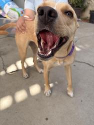 Found/Stray Female Dog last seen Near Mountain View park , Riverside, CA 92504