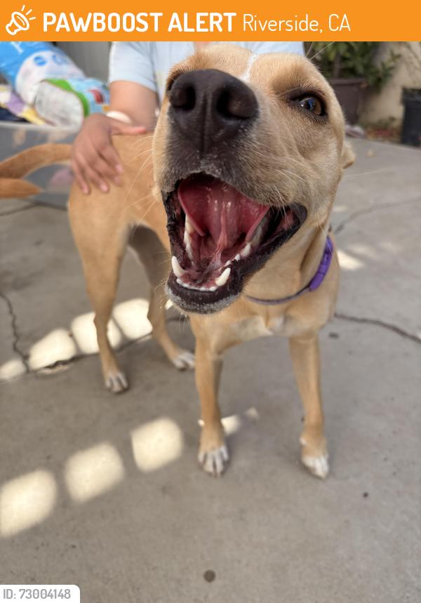 Found/Stray Female Dog last seen Near Mountain View park , Riverside, CA 92504