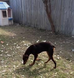 Lost Female Dog last seen By 281 and siux , Pharr, TX 78577