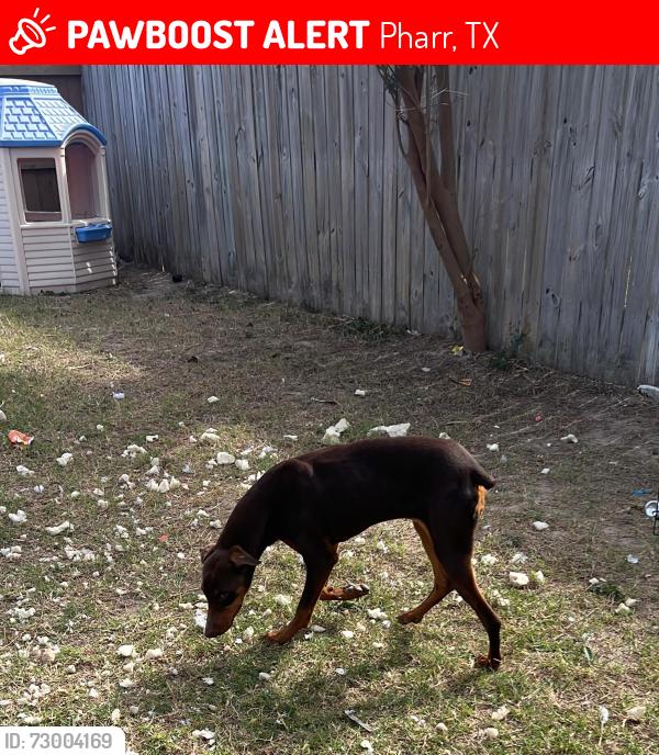 Lost Female Dog last seen By 281 and siux , Pharr, TX 78577