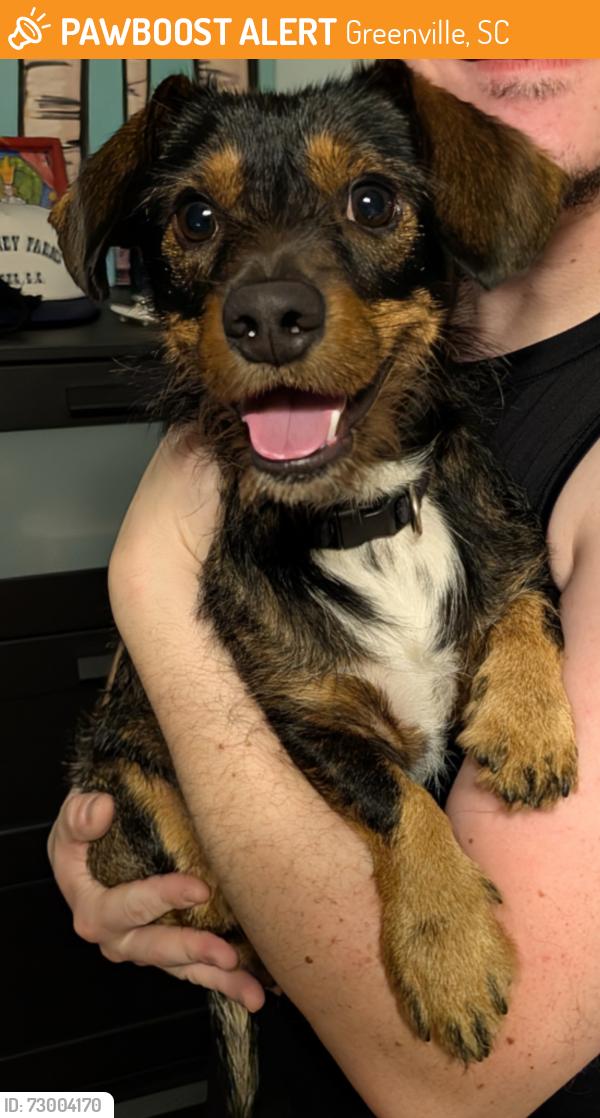 Found/Stray Male Dog last seen Little Secret, Greenville, SC 29611