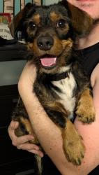 Found/Stray Male Dog last seen Little Secret, Greenville, SC 29611