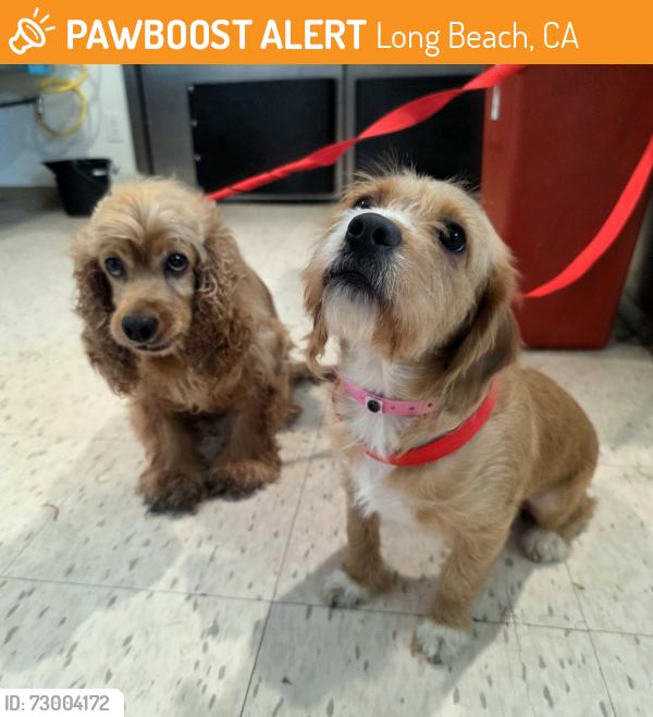 Found/Stray Female Dog last seen Near E Ocean Blvd, Long Beach, CA 90803, Long Beach, CA 90803