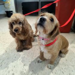 Found/Stray Female Dog last seen Near E Ocean Blvd, Long Beach, CA 90803, Long Beach, CA 90803