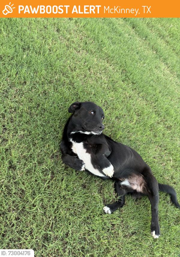 Found/Stray Male Dog last seen FM543, McKinney, TX 75071