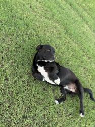 Found/Stray Male Dog last seen FM543, McKinney, TX 75071