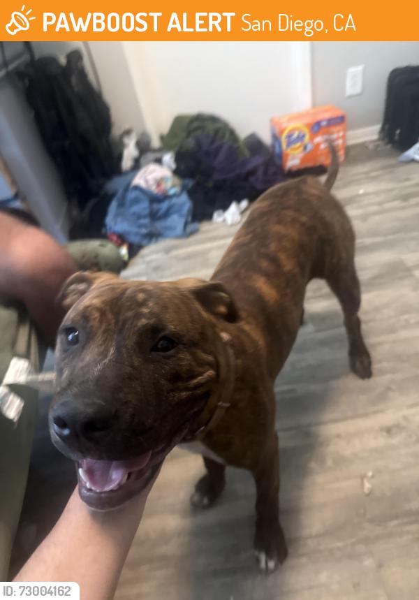 Found/Stray Male Dog last seen Landis St, between 36th and Cherokee St, San Diego, CA 92105