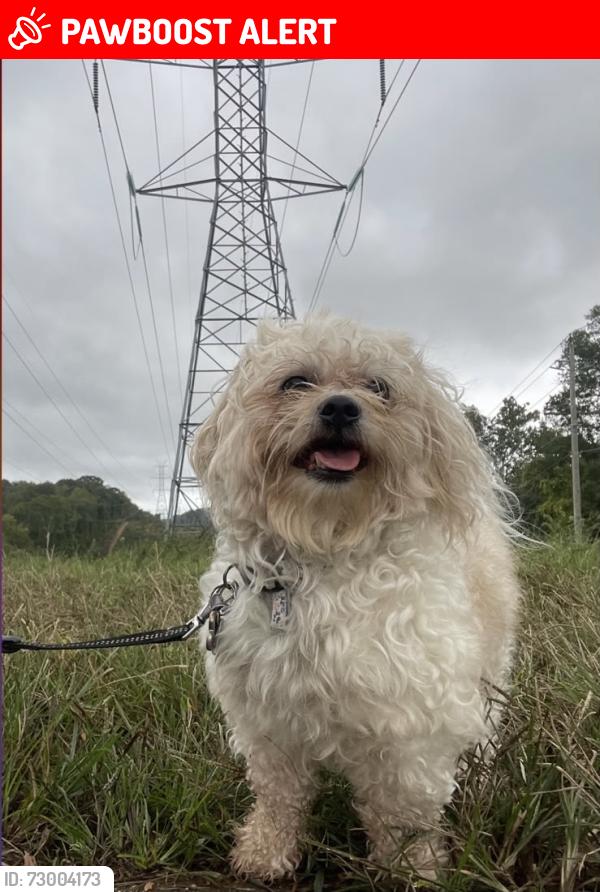 Lost Male Dog last seen Allentown Rd by the fire department , Fort Washington, MD 20744