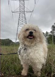 Lost Male Dog last seen Allentown Rd by the fire department , Fort Washington, MD 20744