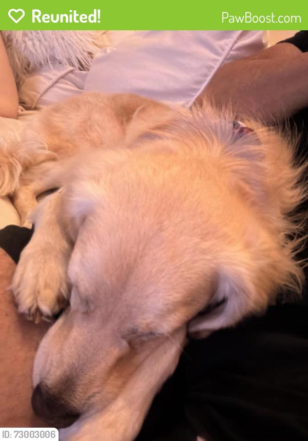 Reunited Male Dog last seen Sandy Hollow road + country road 39 , Southampton, NY 11968